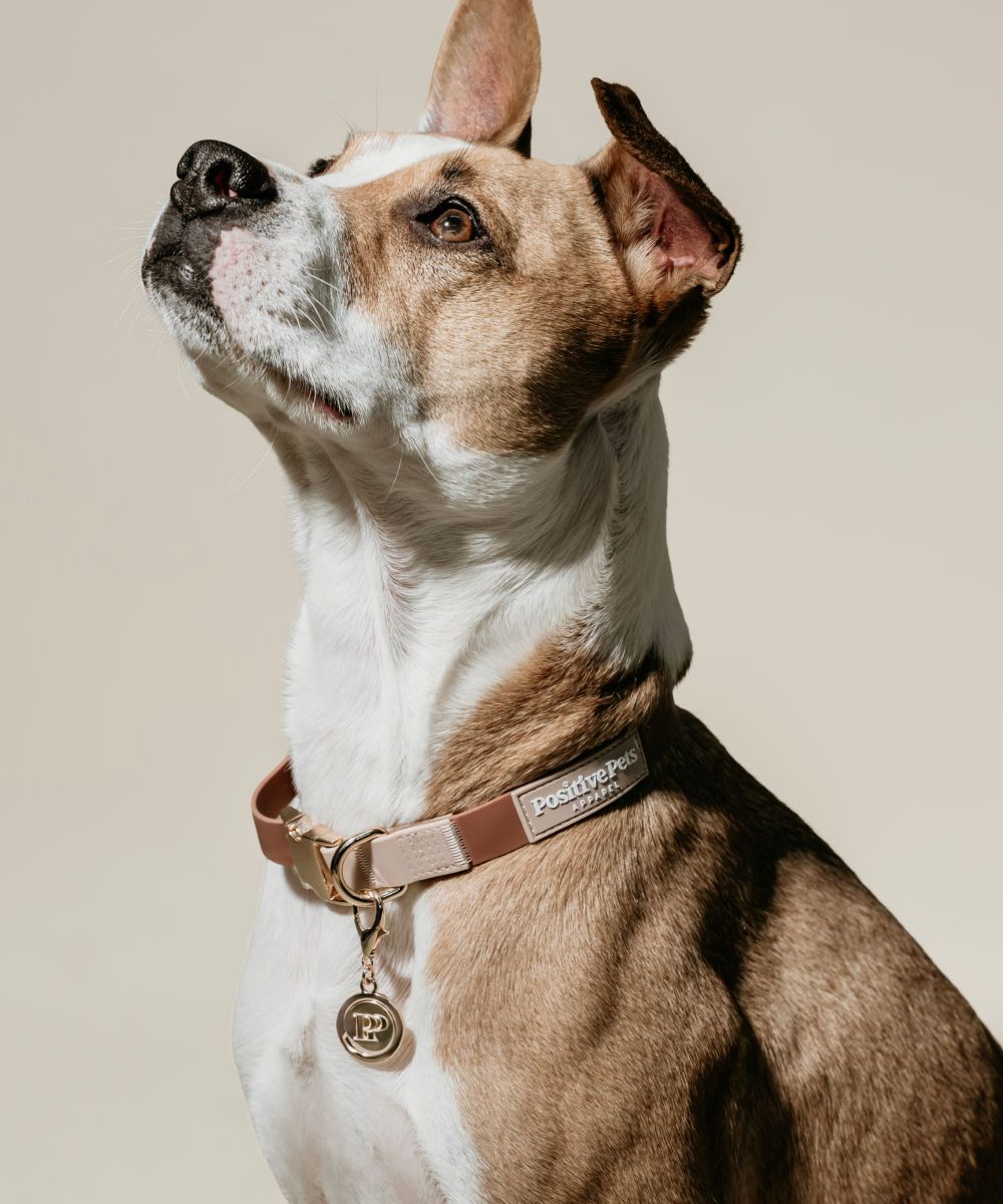 Classic Collar - Image 4