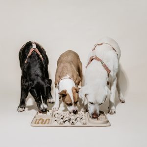 THE ALL-IN-ONE MAT